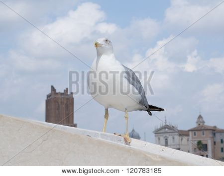 Inspirational image of european herring gull (Larus argentatus) looking leftside with european city in the background