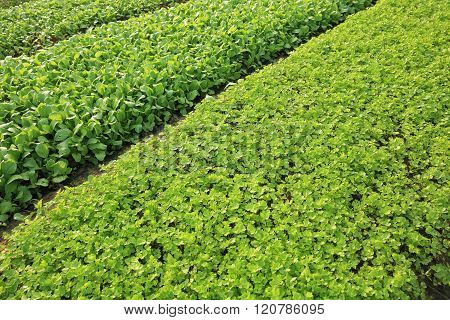 green lettuce and celery plants in growth at vegetable garden
