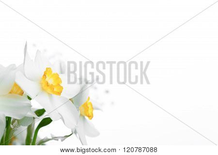 Spring floral border, beautiful fresh narcissus flowers