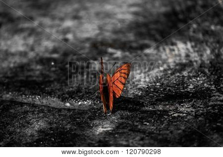 Orange Albatross