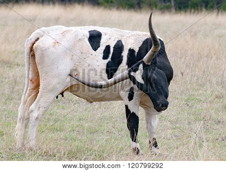 Texas Longhorn