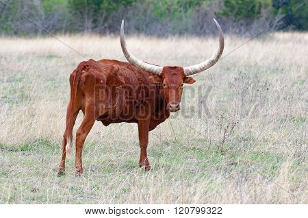 Texas Longhorn