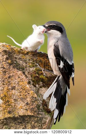 Beautiful bird trapping their prey, a white mouse