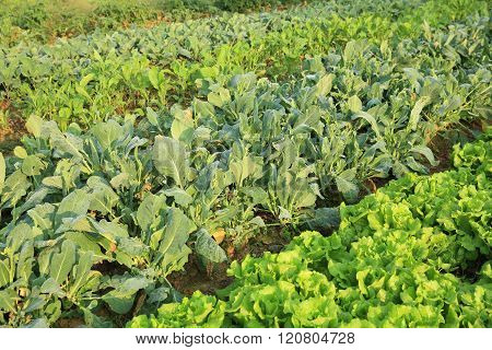 variety vegetable plants in growth at vegetable garden