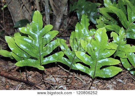 Hound's Tongue Fern