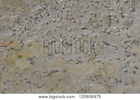 Lots of small crabs and sea snails crawling on wet muddy land in mangrove forest, Thailand