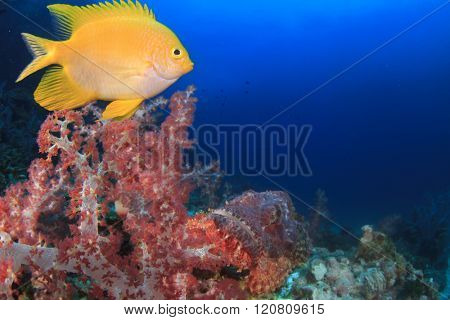 Scorpionfish on coral reef with damselfish