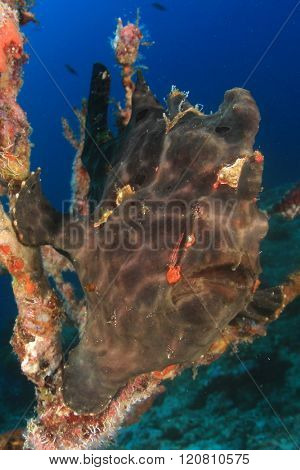 Frogfish (Anglerfish)