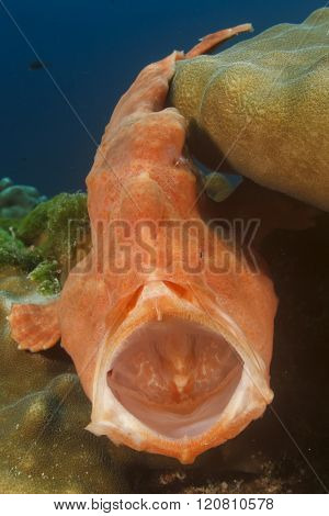 Frogfish (Anglerfish)