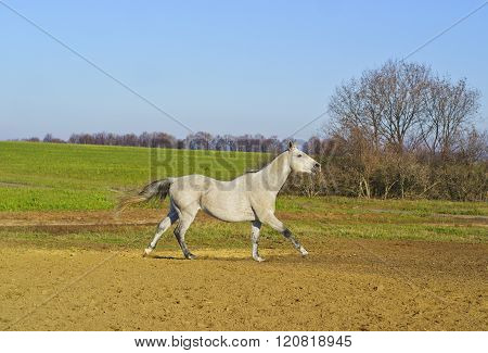 white horse with a gray tail and short mane runs on the sand next to the green grass