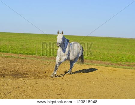 white horse with a gray tail and short mane runs on the sand next to the green grass