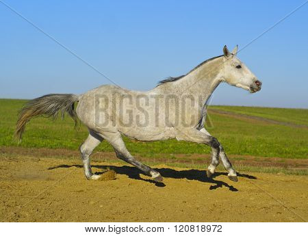 white horse with a gray tail and short mane runs on the sand next to the green grass