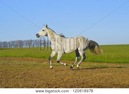 white horse with a gray tail and short mane runs on the sand next to the green grass