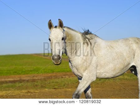 white horse with a gray tail and short mane runs on the sand next to the green grass