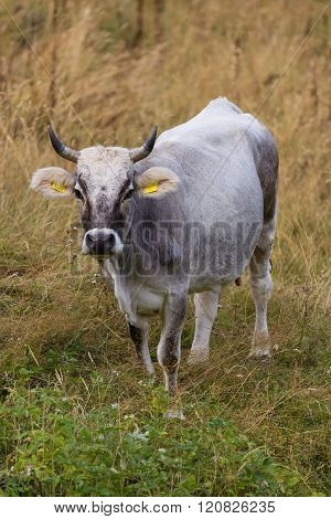 One Cow In Prato Nevoso Piedmont Italy