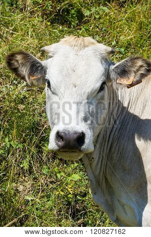 White Cow In Prato Nevoso Piedmont Italy