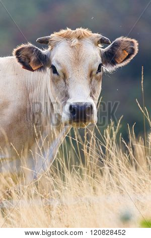 Portrait Of A Cow In Prato Nevoso Piedmont Italy