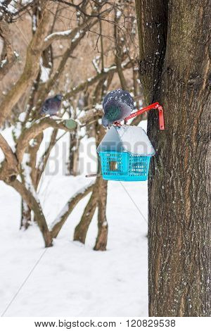 Pigeon Sits On A Winter Feeding Trough And Attentively Looks