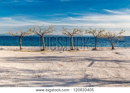 Five Isolated Trees On The Coastline - Makarska Riviera Croatia Europe