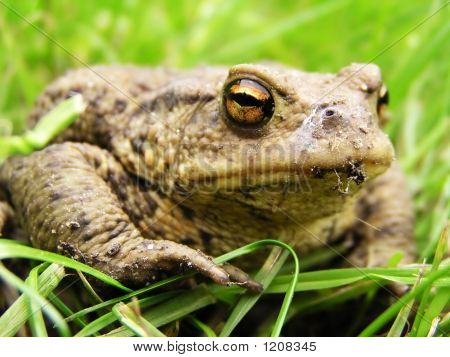 Frog i græsset