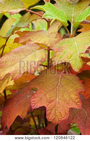 Fall colors in the leaves of oakleaf hydrangea