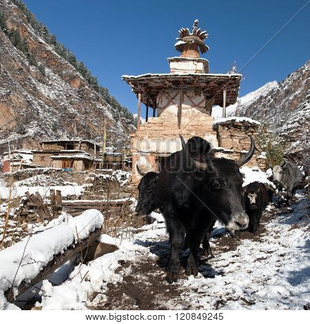Yaks And Stupa In Pungmo Village