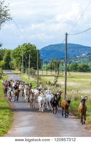 herd of goats on the road, Aveyron, Midi Pyrenees, France