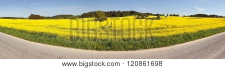 Rapeseed (brassica Napus) Field And Road