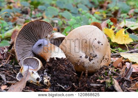 Cortinarius Spilomeus Mushroom