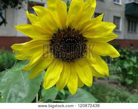 Summer blossoming of sunflower and building. Macro