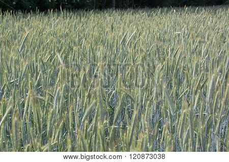 Rye.