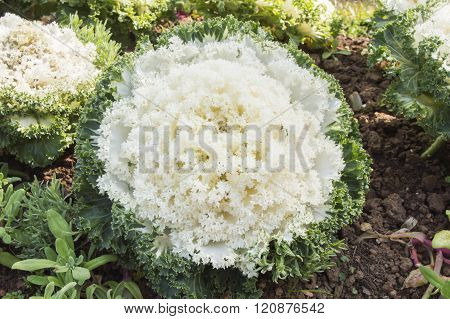 Green Oak leaf lettuce in the farm