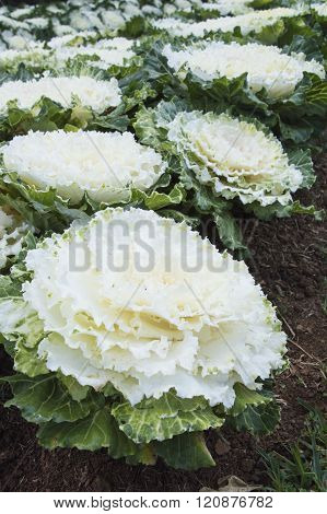 white Oak leaf lettuce in the farm