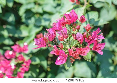 Bougainvillea Flower Pink Color