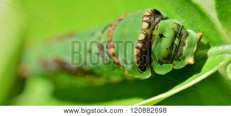 King Page Swallowtail Caterpillar