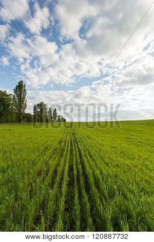 Landscape Of Green Wheat Field