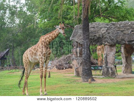 Galloping Giraffe at Kow keaw park in Chonburi