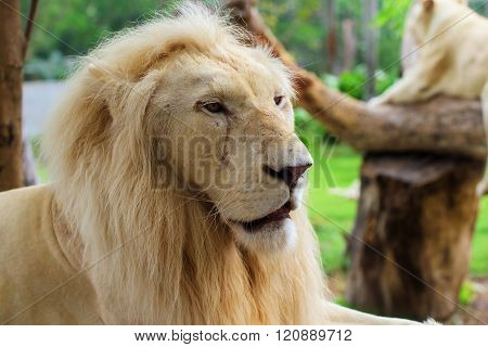 Lion Male Portrait