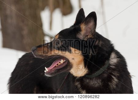 Black And Gray Mongrel Dog Standing On Snow