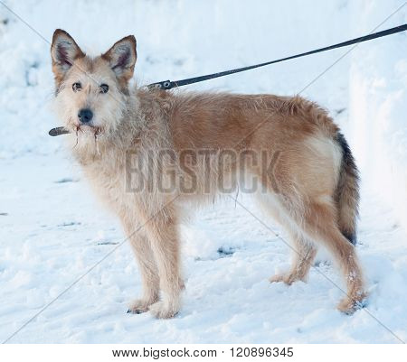 Red Fluffy Mongrel Dog Standing On Snow