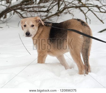 Yellow Mongrel Puppy Standing On Snow