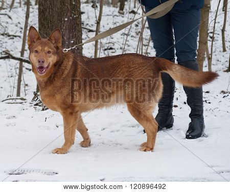 Red Thick Mongrel Dog Standing On Snow