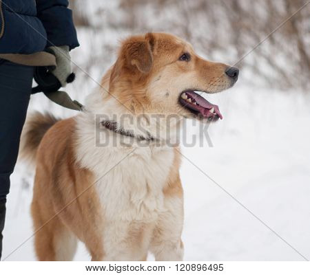 Red And Fluffy White Mongrel Dog Standing On Snow