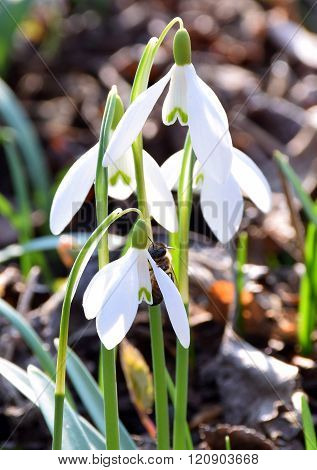 The Young Bee Collects Pollen From Snowdrops.