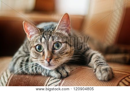 funny gray cat on a sofa