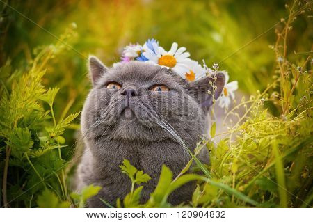 Portrait of British Shorthair cat sits on a nature