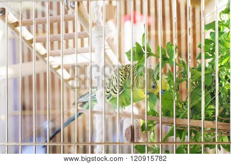 A green domestic budgie. Parrot eating grass