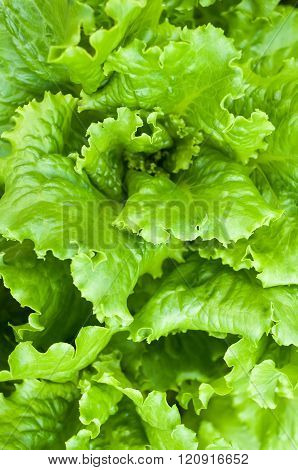 Green lettuce leaves growing in vegetable garden