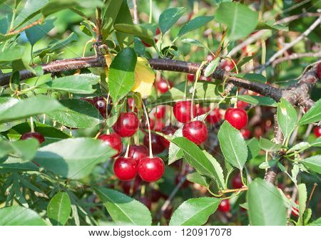 Many ripe cherries. Fresh Cherries on branch.