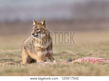 Golden Jackal Eating On Meadow